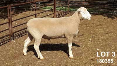 LOT-3_Glen Devon Feature Rams 2019 Sale LOT-3_Glen Devon Feature Rams 2019 Sale