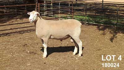 LOT-4_Glen Devon Feature Rams 2019 Sale LOT-4_Glen Devon Feature Rams 2019 Sale