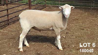 LOT-6_Glen Devon Feature Rams 2019 Sale LOT-6_Glen Devon Feature Rams 2019 Sale