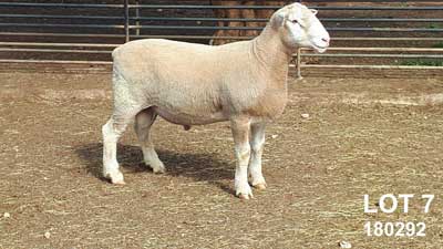 LOT-7_Glen Devon Feature Rams 2019 Sale LOT-7_Glen Devon Feature Rams 2019 Sale